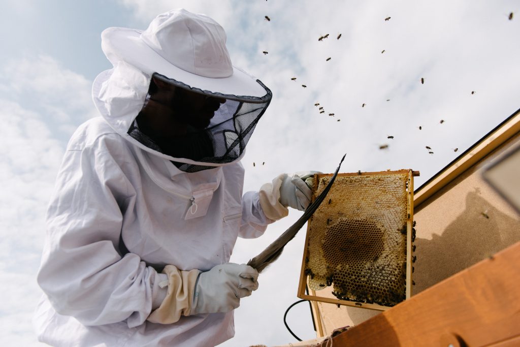 BienenBox in Aktion