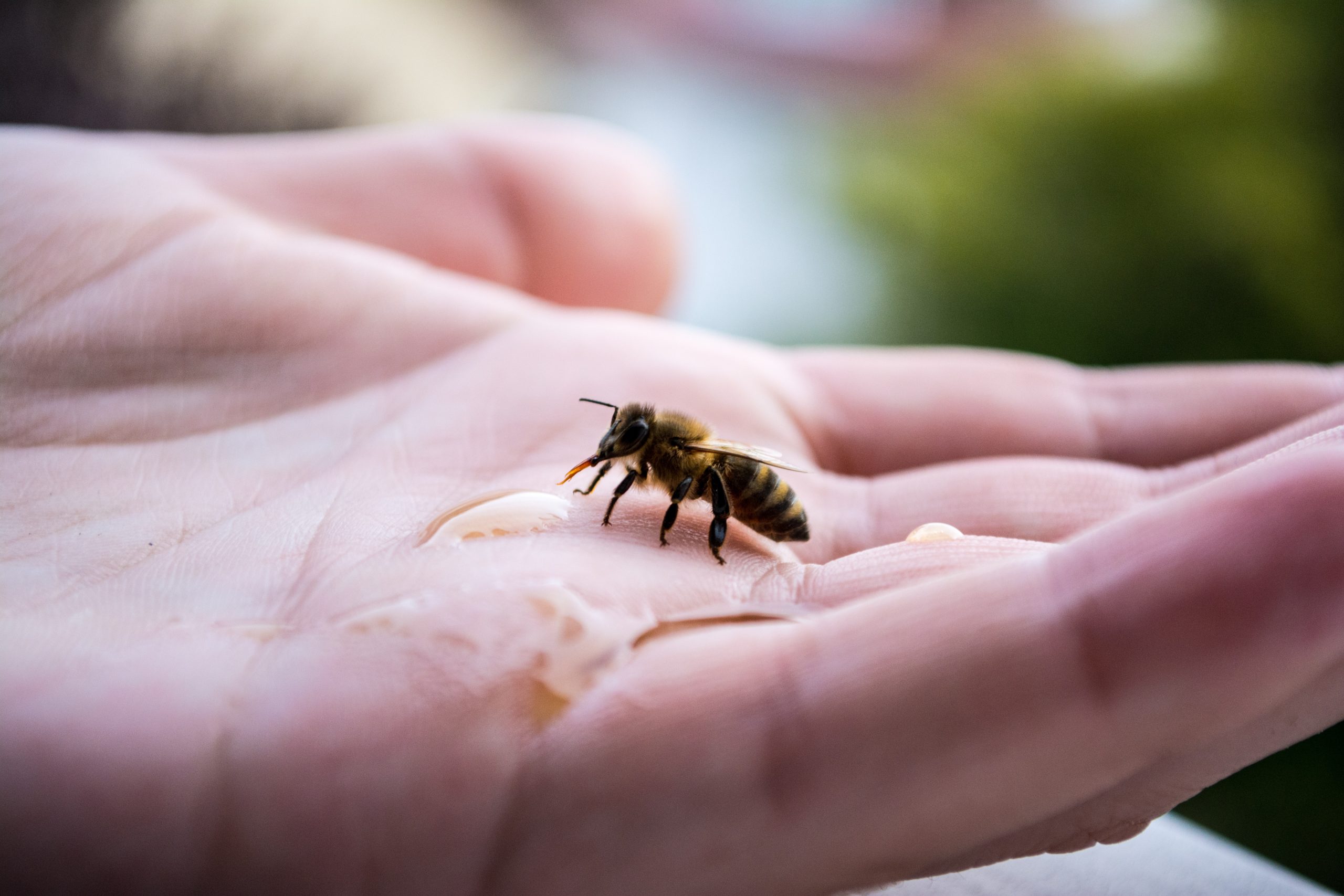 Eine Biene in der Hand